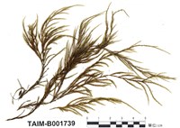 藏品(水苔屬)的圖片